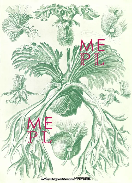 : Ernst Haeckel, Polypodiopsida, Ferns : Ernst Haeckel, Polypodiopsida, Ferns