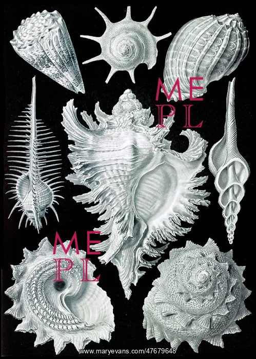 : Ernst Haeckel, Prosobranchia, Gastropod : Ernst Haeckel, Prosobranchia, Gastropod