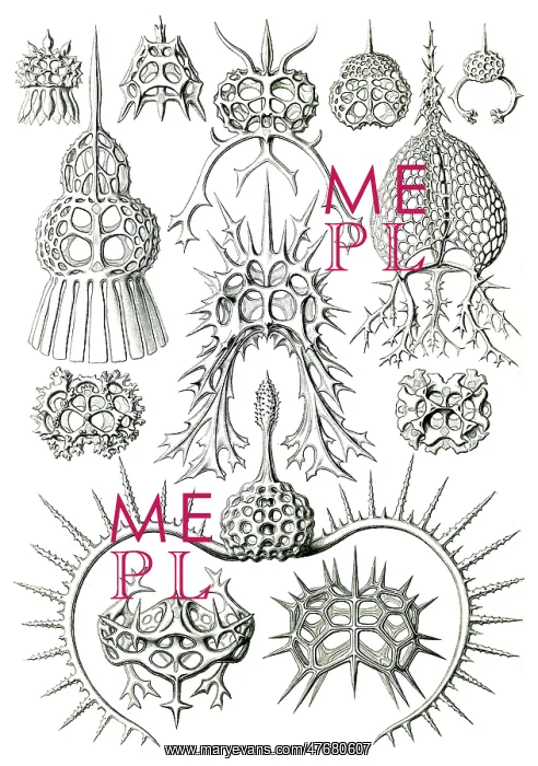 : Ernst Haeckel, Protozoa, Radiolaria : Ernst Haeckel, Protozoa, Radiolaria