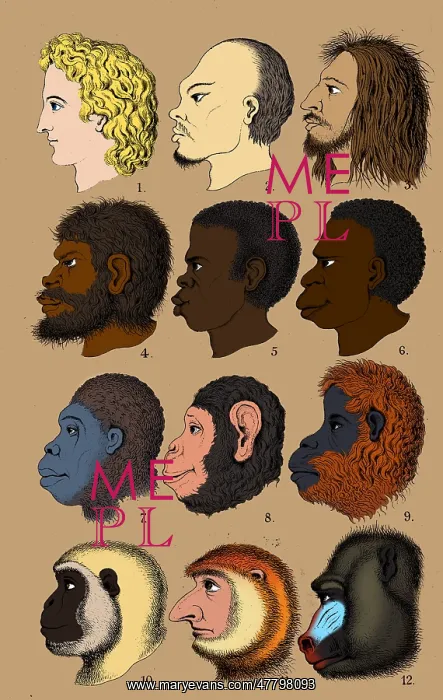 : Ernst Haeckel, Racist Evolutionary Theory, 1868 : Ernst Haeckel, Racist Evolutionary Theory, 1868