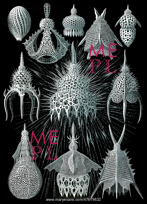 : Ernst Haeckel, Radiolaria : Ernst Haeckel, Radiolaria