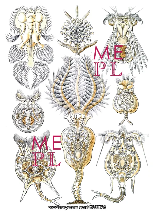 : Ernst Haeckel, Rotifers : Ernst Haeckel, Rotifers