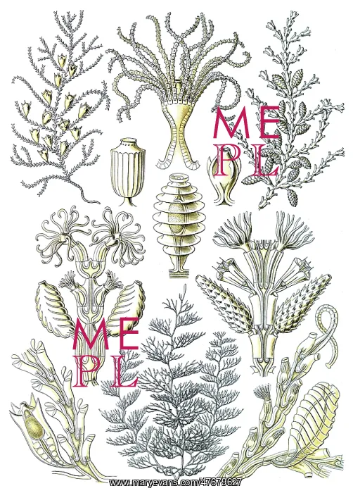 : Ernst Haeckel, Sertularia, Hydrozoa : Ernst Haeckel, Sertularia, Hydrozoa