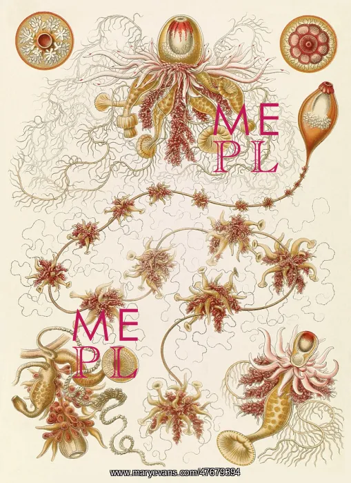 : Ernst Haeckel, Siphonophorae, Hydrozoa : Ernst Haeckel, Siphonophorae, Hydrozoa