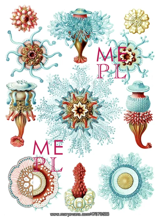 : Ernst Haeckel, Siphonophorae, Hydrozoa : Ernst Haeckel, Siphonophorae, Hydrozoa