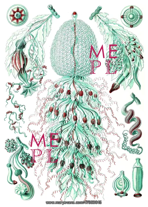 : Ernst Haeckel, Siphonophorae, Hydrozoa : Ernst Haeckel, Siphonophorae, Hydrozoa