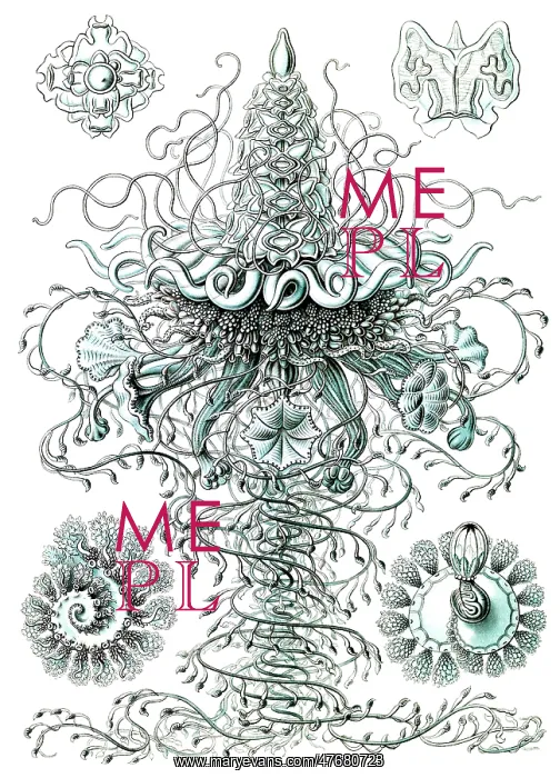 : Ernst Haeckel, Siphonophorae, Hydrozoa : Ernst Haeckel, Siphonophorae, Hydrozoa