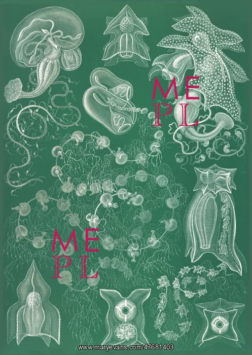 : Ernst Haeckel, Siphonophorae, Hydrozoa : Ernst Haeckel, Siphonophorae, Hydrozoa