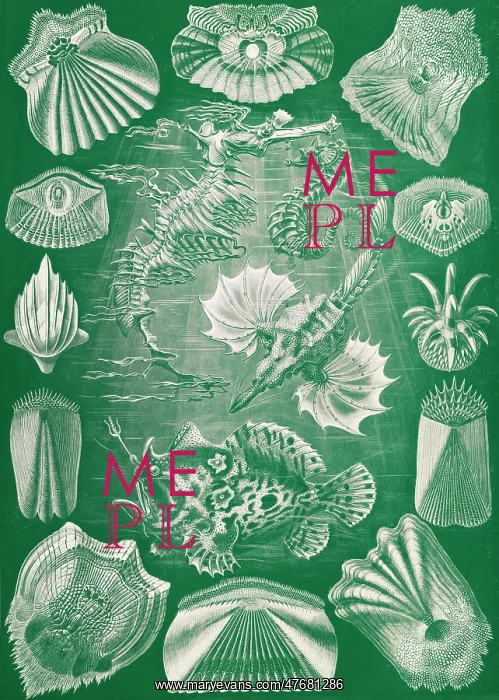 : Ernst Haeckel, Teleostei, Ray-Finned Fish : Ernst Haeckel, Teleostei, Ray-Finned Fish