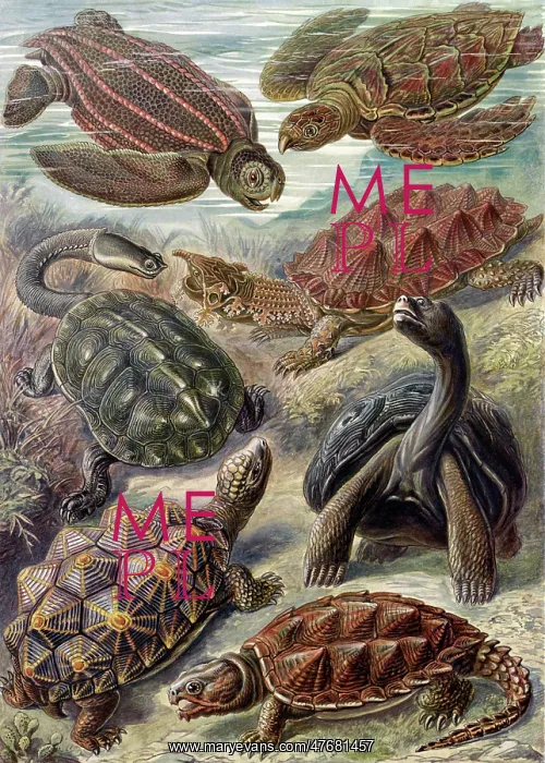 : Ernst Haeckel, Testudines, Tortoises and Turtles : Ernst Haeckel, Testudines, Tortoises and Turtles