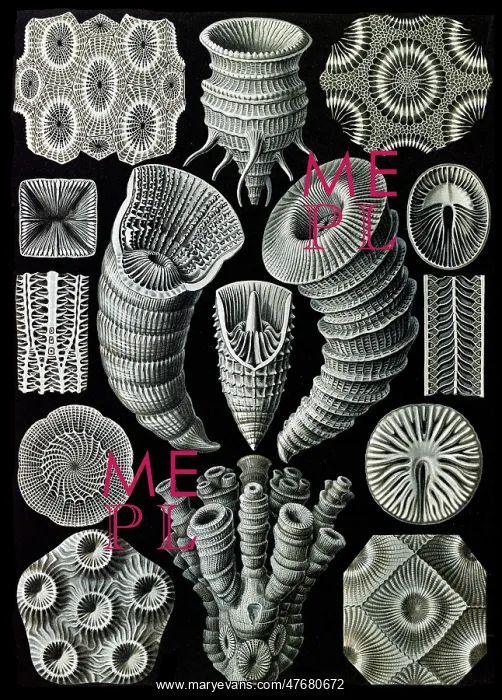 : Ernst Haeckel, Tetracorallia, Extinct Corals : Ernst Haeckel, Tetracorallia, Extinct Corals