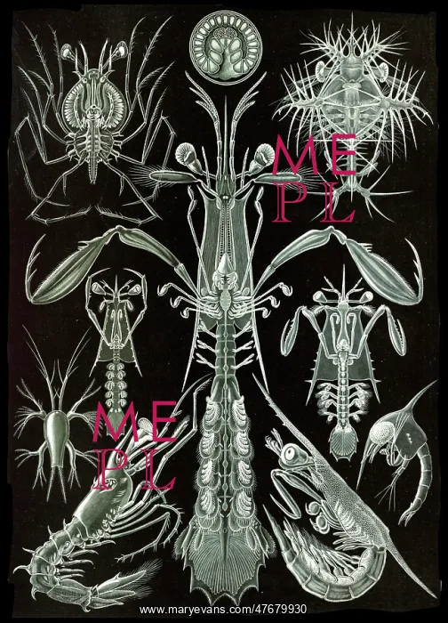 : Ernst Haeckel, Thoracostraca, Crustaceans : Ernst Haeckel, Thoracostraca, Crustaceans