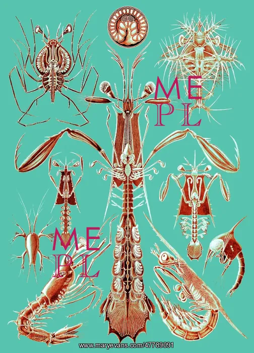 : Ernst Haeckel, Thoracostraca, Crustaceans : Ernst Haeckel, Thoracostraca, Crustaceans