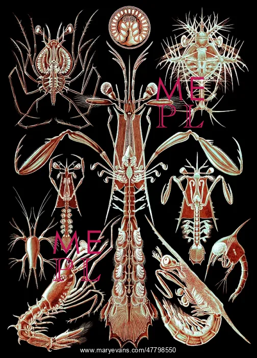 : Ernst Haeckel, Thoracostraca, Crustaceans : Ernst Haeckel, Thoracostraca, Crustaceans