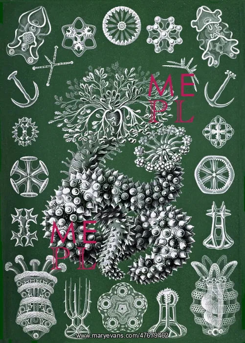 : Ernst Haeckel, Thuroidea, Sea Cucumbers : Ernst Haeckel, Thuroidea, Sea Cucumbers