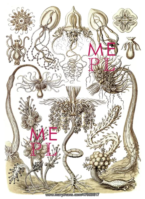 : Ernst Haeckel, Tubularia, Hydroids : Ernst Haeckel, Tubularia, Hydroids