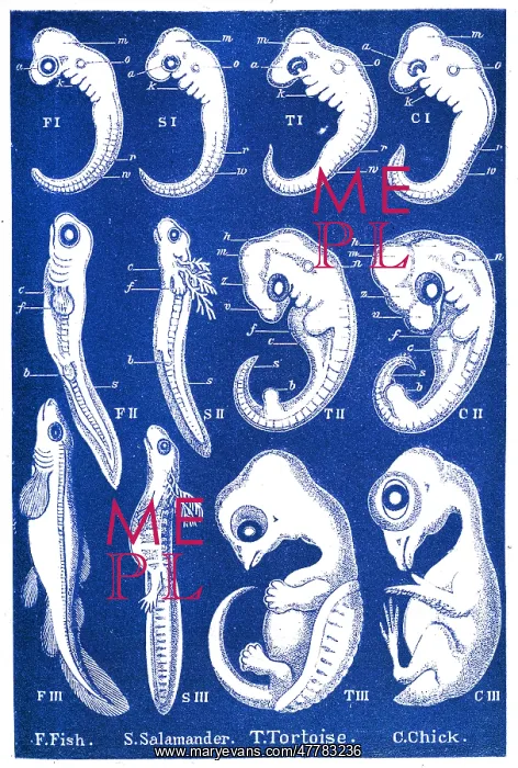 : Ernst Haeckel's Evolution of Man, 1874 : Ernst Haeckel's Evolution of Man, 1874