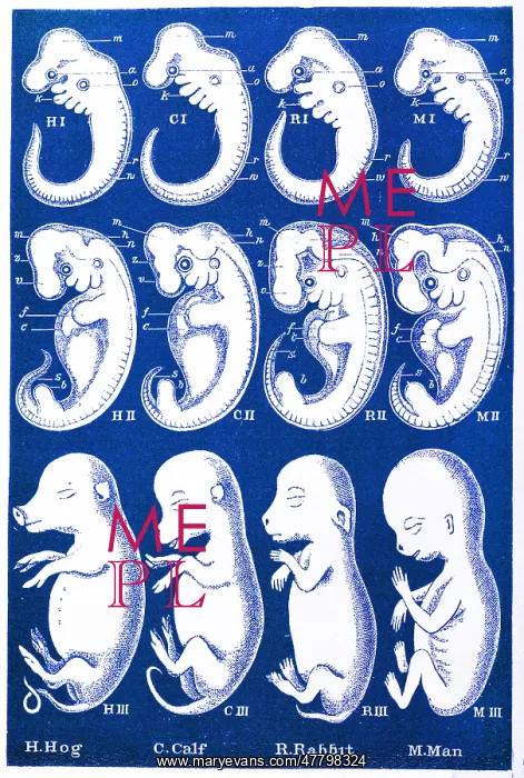 : Ernst Haeckel's Evolution of Man, 1874 : Ernst Haeckel's Evolution of Man, 1874