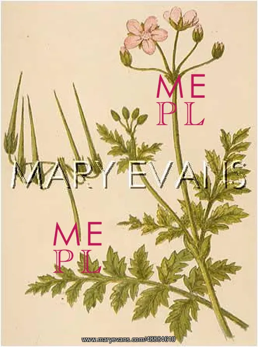  : ERODIUM CICUTARIUM