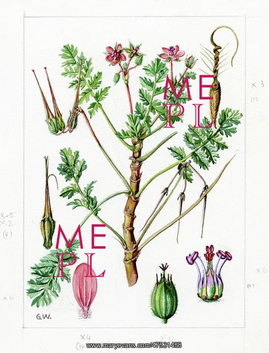 : Erodium cicutarium - common stork's-bill : Erodium cicutarium - common stork's-bill