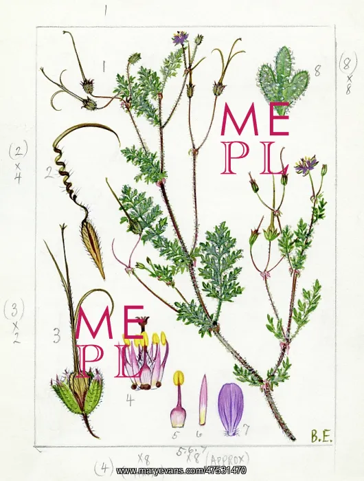 : Erodium glutinosum - stork's-bill : Erodium glutinosum - stork's-bill