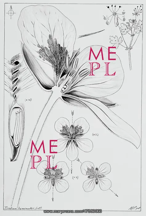 : Erodium hymenodes, heron's bill : Erodium hymenodes, heron's bill