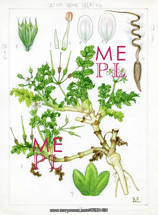  : Erodium Lebelii - sticky stork's-bill