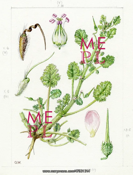 : Erodium maritimum - sea stork's-bill : Erodium maritimum - sea stork's-bill