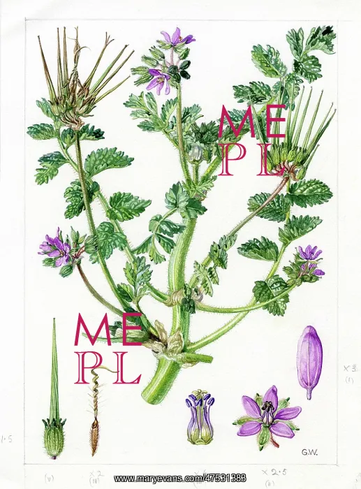 : Erodium moschatum - musk storksbill : Erodium moschatum - musk storksbill