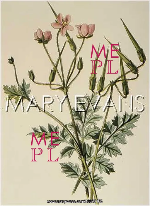  : ERODIUM VICUTARIUM