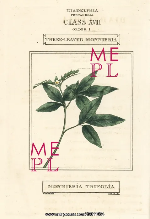 : Ertela trifolia : Ertela trifolia