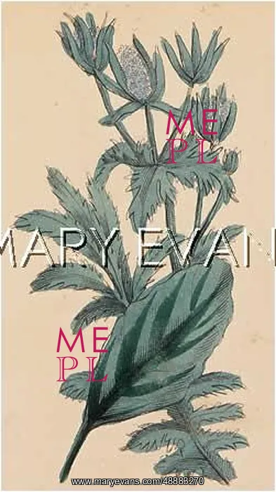 : ERYNGIUM CAMPESTRE