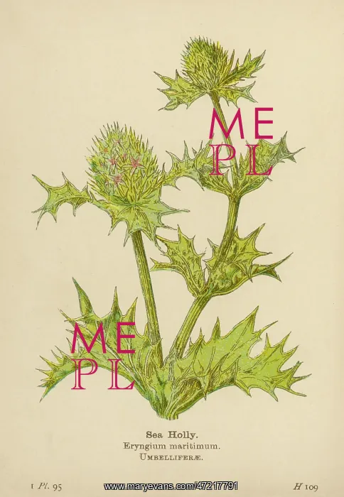  : ERYNGIUM MARITIMUM
