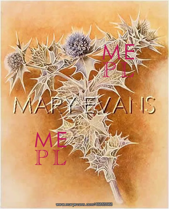  : ERYNGIUM MARITIMUM