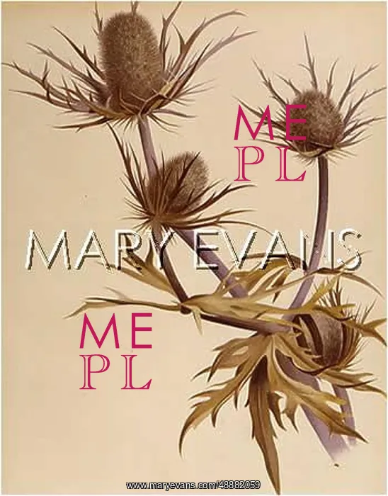 : ERYNGIUM OLIVERIANUM : ERYNGIUM OLIVERIANUM