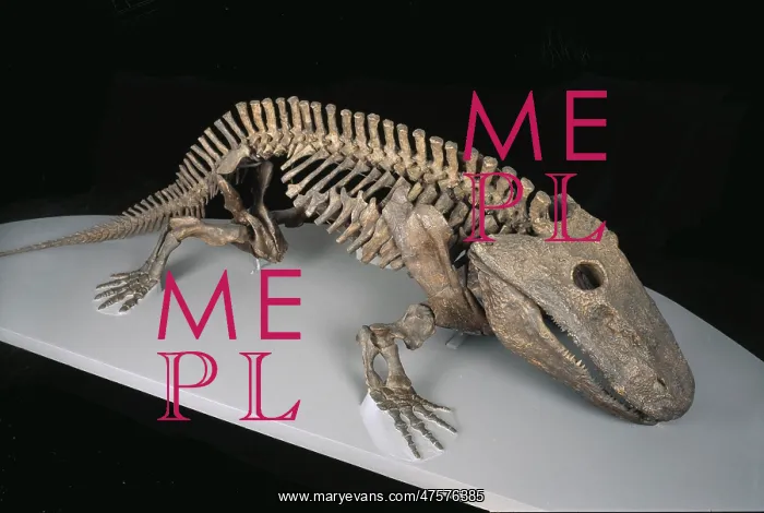  : Eryops megacephalus