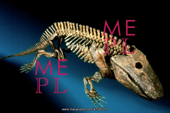 : Eryops megacephalus : Eryops megacephalus