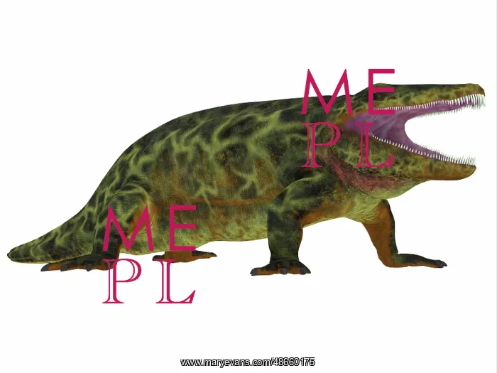 : Eryops, side profile : Eryops, side profile