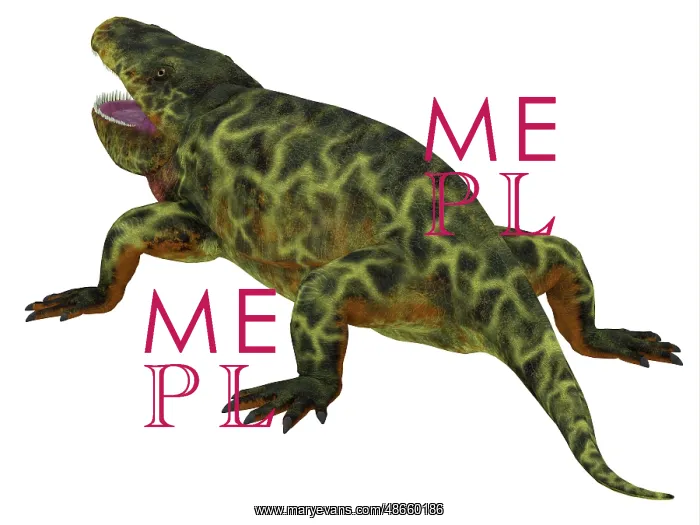 : Eryops, rear view : Eryops, rear view