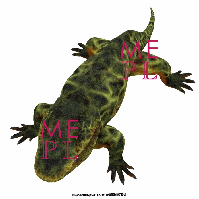 : Eryops on white background : Eryops on white background