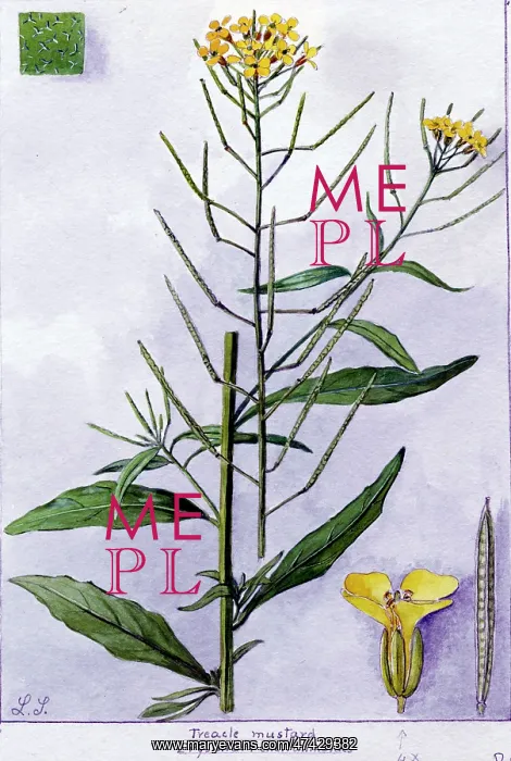 : Erysimum cheiranthoides