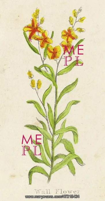  : ERYSIMUM CHEIRI