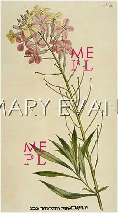 : ERYSIMUM MUTABILIS : ERYSIMUM MUTABILIS