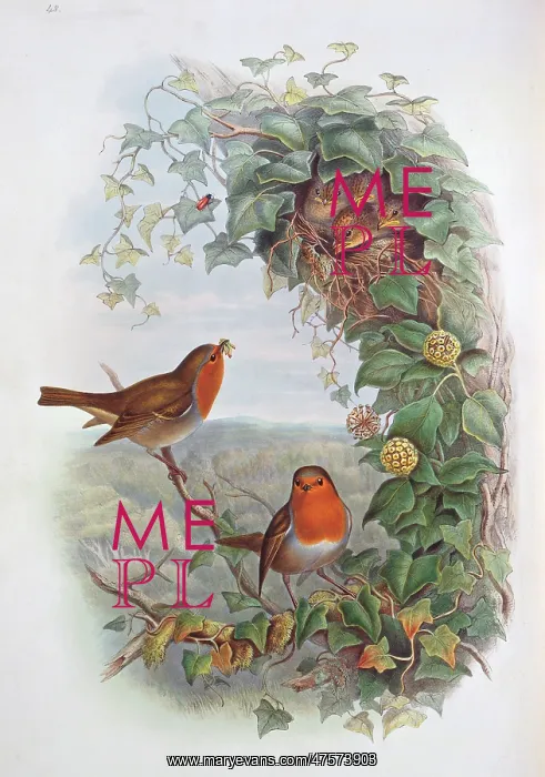 : Erythacus rubecula, European robin : Erythacus rubecula, European robin