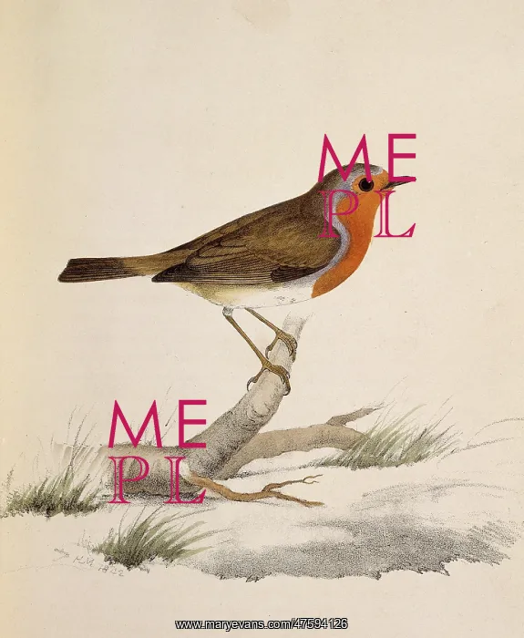 : Erythacus rubecula, European robin : Erythacus rubecula, European robin