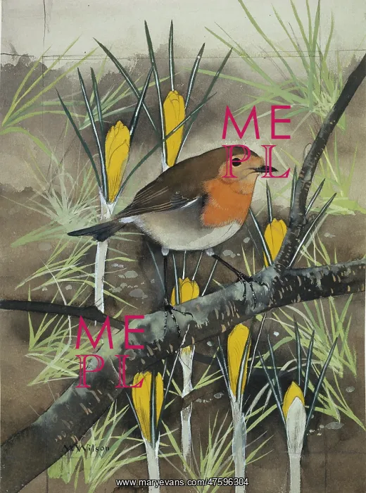 : Erythacus rubecula, European robin : Erythacus rubecula, European robin