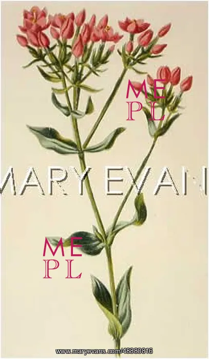  : ERYTHRAEA CENTAURIUM