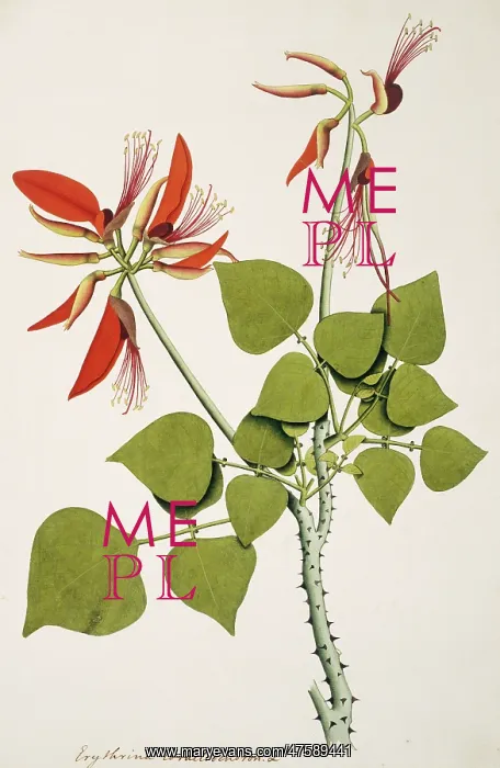 : Erythrina corallodendron, coral bean tree : Erythrina corallodendron, coral bean tree