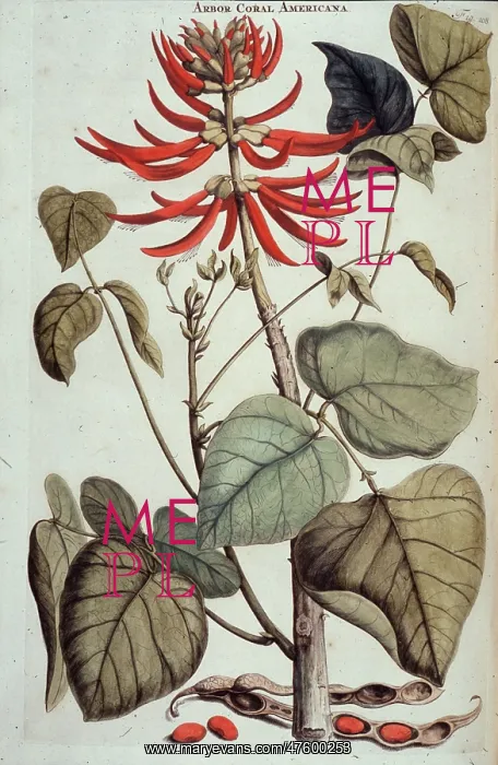 : Erythrina corallodendron, coral tree : Erythrina corallodendron, coral tree