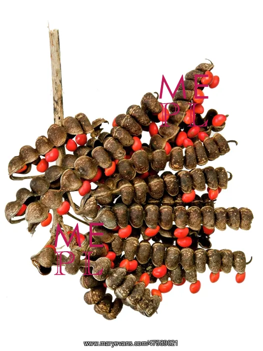 : Erythrina folkersii, coral tree : Erythrina folkersii, coral tree